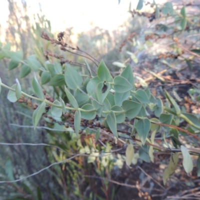 Veronica perfoliata (Digger's Speedwell) at Greenway, ACT - 22 Feb 2015 by michaelb