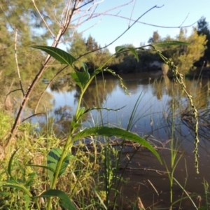 Persicaria hydropiper at Greenway, ACT - 22 Feb 2015