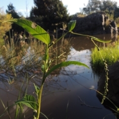 Persicaria hydropiper at Greenway, ACT - 22 Feb 2015