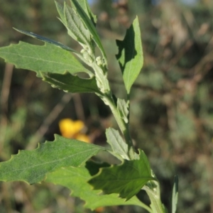 Chenopodium album at Greenway, ACT - 22 Feb 2015 07:21 PM