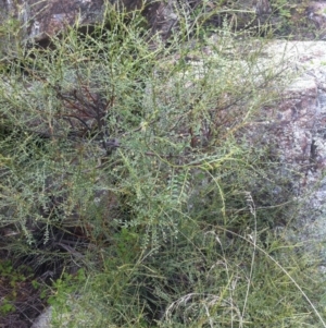 Indigofera adesmiifolia at Molonglo River Reserve - 3 Mar 2015