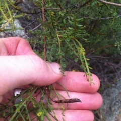 Indigofera adesmiifolia at Molonglo River Reserve - 3 Mar 2015 12:17 PM