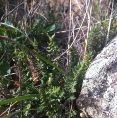Cheilanthes distans (Bristly Cloak Fern) at Molonglo Valley, ACT - 2 Mar 2015 by RichardMilner
