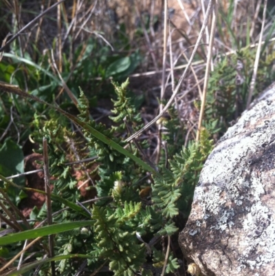 Cheilanthes distans (Bristly Cloak Fern) at Molonglo Valley, ACT - 3 Mar 2015 by RichardMilner
