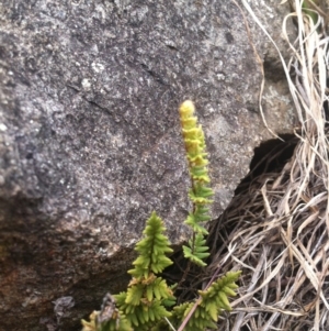 Cheilanthes distans at Molonglo River Reserve - 3 Mar 2015