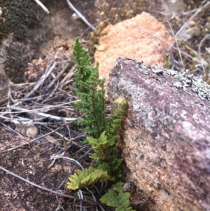 Cheilanthes distans at Molonglo River Reserve - 3 Mar 2015 12:22 PM