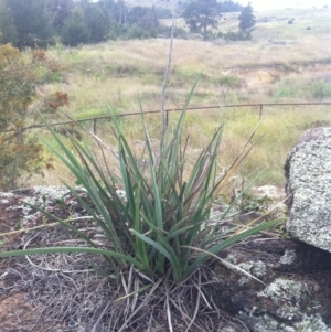 Dianella sp. aff. longifolia (Benambra) at Molonglo River Reserve - 3 Mar 2015