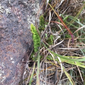 Cheilanthes distans at Molonglo River Reserve - 3 Mar 2015