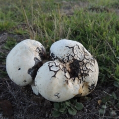 Calvatia sp. (a puffball ) at Rendezvous Creek, ACT - 5 Mar 2015 by michaelb