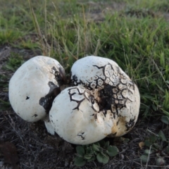 Calvatia sp. (a puffball ) at Rendezvous Creek, ACT - 5 Mar 2015 by MichaelBedingfield