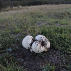 Calvatia sp. at Rendezvous Creek, ACT - 5 Mar 2015 07:22 PM