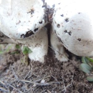 Calvatia sp. at Rendezvous Creek, ACT - 5 Mar 2015 07:22 PM