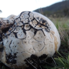 Calvatia sp. at Rendezvous Creek, ACT - 5 Mar 2015 07:22 PM