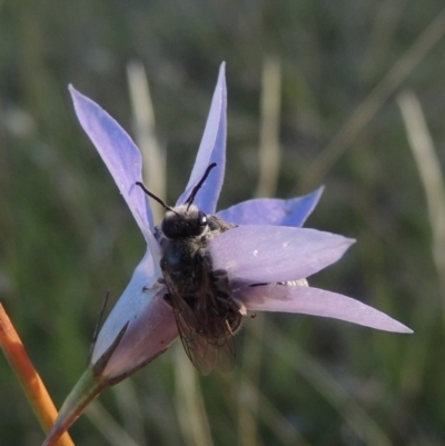 Wahlenbergia capillaris (Tufted Bluebell) at Rendezvous Creek, ACT - 5 Mar 2015 by MichaelBedingfield
