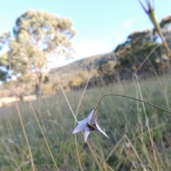 Wahlenbergia capillaris at Rendezvous Creek, ACT - 5 Mar 2015