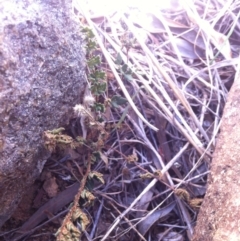 Cheilanthes distans (Bristly Cloak Fern) at Molonglo Valley, ACT - 6 Mar 2015 by RichardMilner