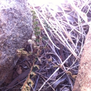 Cheilanthes distans at Molonglo River Reserve - 6 Mar 2015