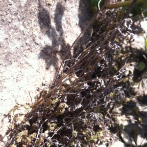 Cheilanthes distans at Molonglo River Reserve - 6 Mar 2015 11:40 AM