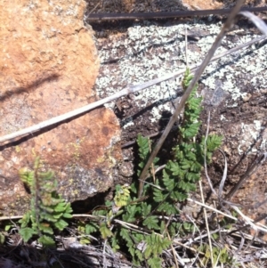 Cheilanthes distans at Molonglo River Reserve - 6 Mar 2015