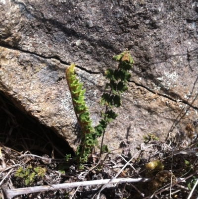 Cheilanthes distans (Bristly Cloak Fern) at Molonglo Valley, ACT - 6 Mar 2015 by RichardMilner
