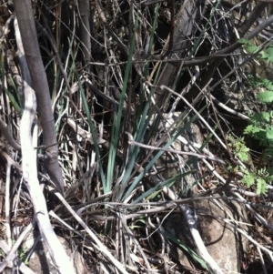 Dianella sp. aff. longifolia (Benambra) at Molonglo River Reserve - 6 Mar 2015 11:46 AM