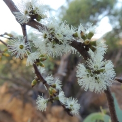 Eucalyptus stellulata (Black Sally) at Rendezvous Creek, ACT - 5 Mar 2015 by MichaelBedingfield