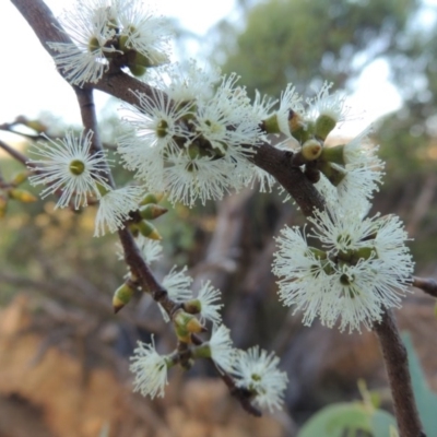 Eucalyptus stellulata (Black Sally) at Rendezvous Creek, ACT - 5 Mar 2015 by MichaelBedingfield