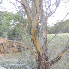 Eucalyptus stellulata at Rendezvous Creek, ACT - 5 Mar 2015 07:00 PM