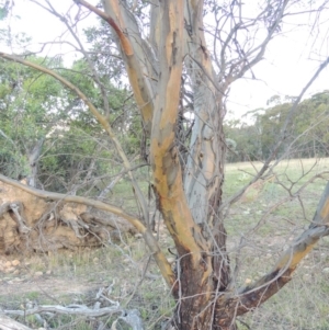 Eucalyptus stellulata at Rendezvous Creek, ACT - 5 Mar 2015