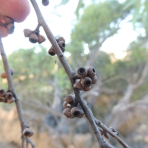 Eucalyptus stellulata at Rendezvous Creek, ACT - 5 Mar 2015 07:00 PM