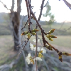 Eucalyptus stellulata at Rendezvous Creek, ACT - 5 Mar 2015 07:00 PM