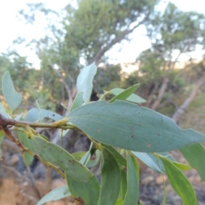 Eucalyptus stellulata at Rendezvous Creek, ACT - 5 Mar 2015 07:00 PM