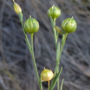 Linum marginale at Bruce, ACT - 5 Mar 2015 12:00 AM