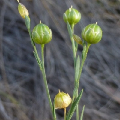 Linum marginale (Native Flax) at Bruce, ACT - 5 Mar 2015 by RWPurdie