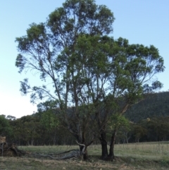Eucalyptus stellulata (Black Sally) at Rendezvous Creek, ACT - 5 Mar 2015 by michaelb