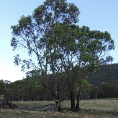 Eucalyptus stellulata (Black Sally) at Rendezvous Creek, ACT - 5 Mar 2015 by MichaelBedingfield
