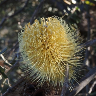 Banksia marginata (Silver Banksia) at Rendezvous Creek, ACT - 5 Mar 2015 by MichaelBedingfield