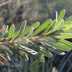 Banksia marginata at Rendezvous Creek, ACT - 5 Mar 2015