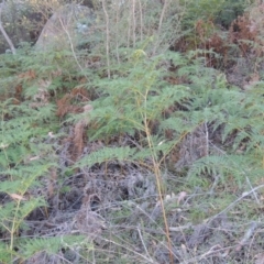 Pteridium esculentum (Bracken) at Rendezvous Creek, ACT - 5 Mar 2015 by michaelb