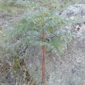 Pteridium esculentum at Rendezvous Creek, ACT - 5 Mar 2015