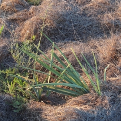 Dianella sp. aff. longifolia (Benambra) (Pale Flax Lily, Blue Flax Lily) at Pine Island to Point Hut - 22 Feb 2015 by michaelb