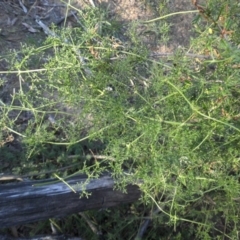 Clematis leptophylla (Small-leaf Clematis, Old Man's Beard) at Campbell, ACT - 6 Mar 2015 by SilkeSma