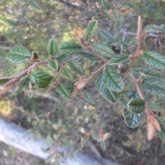 Pomaderris betulina subsp. betulina (Birch Pomaderris) at Campbell, ACT - 6 Mar 2015 by SilkeSma