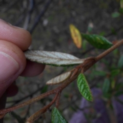 Pomaderris betulina subsp. betulina at Campbell, ACT - 7 Mar 2015 07:51 AM