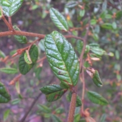 Pomaderris betulina subsp. betulina at Campbell, ACT - 7 Mar 2015 07:51 AM