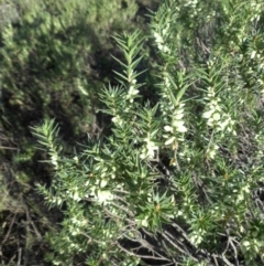Melichrus urceolatus (Urn Heath) at Majura, ACT - 7 Mar 2015 by SilkeSma