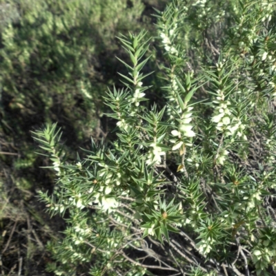 Melichrus urceolatus (Urn Heath) at Majura, ACT - 7 Mar 2015 by SilkeSma