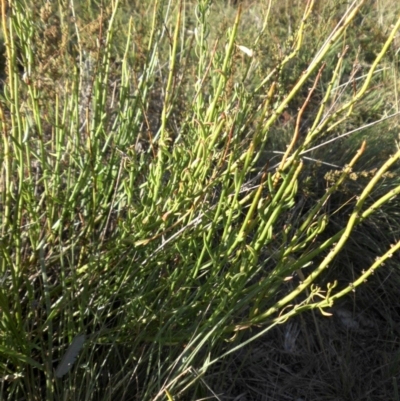 Stackhousia monogyna (Creamy Candles) at Majura, ACT - 7 Mar 2015 by SilkeSma