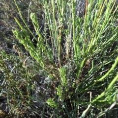 Stackhousia monogyna at Majura, ACT - 7 Mar 2015