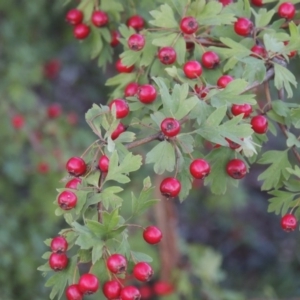 Crataegus monogyna at Paddys River, ACT - 26 Feb 2015